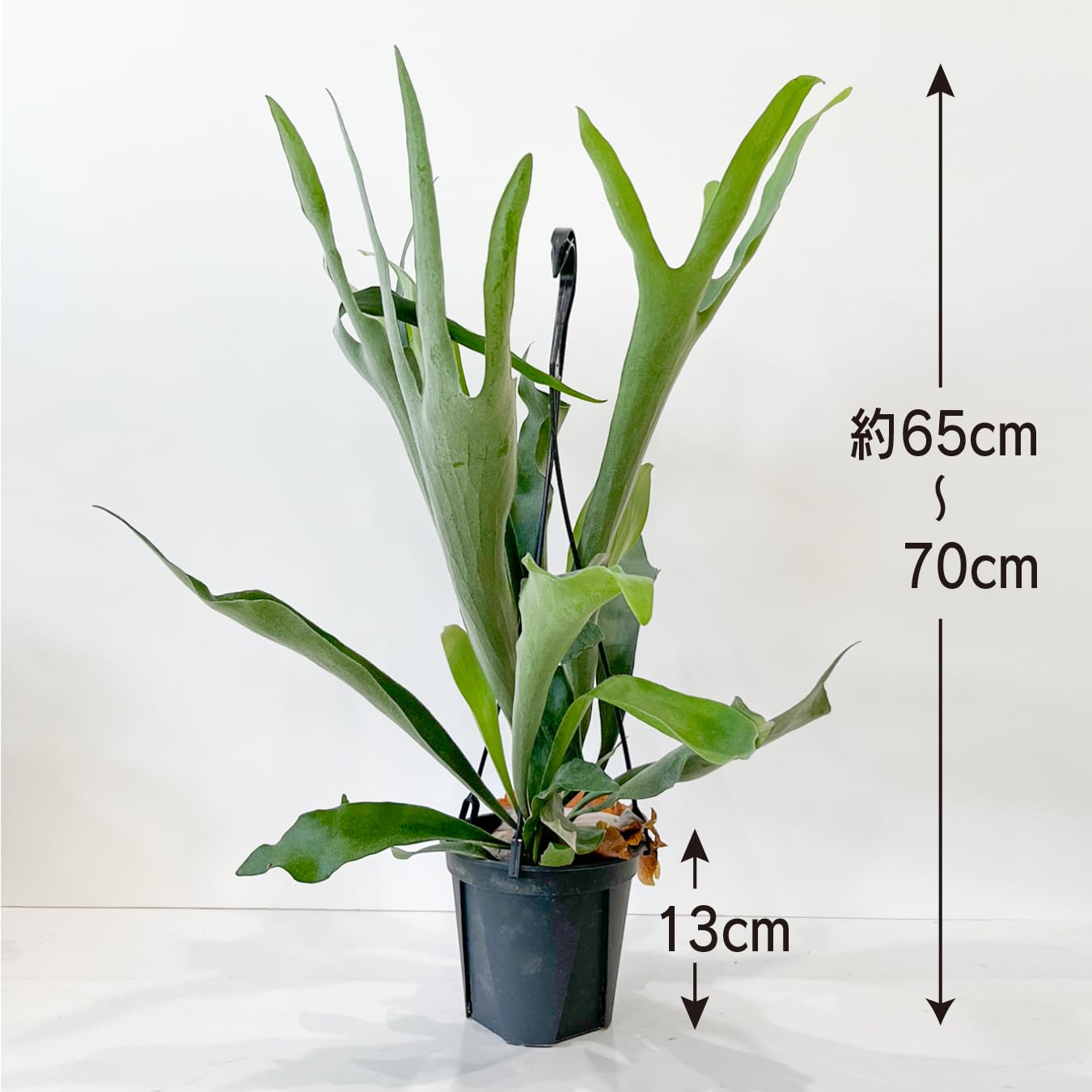 Amazon｜コウモリラン ビカクシダ 5号鉢 大きいサイズ 観葉植物